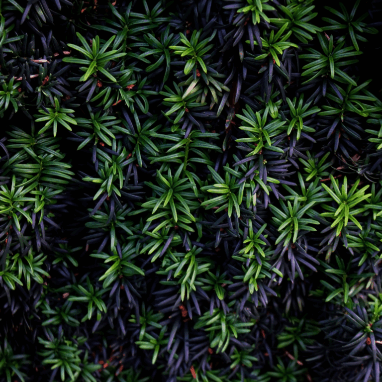 Taxus media