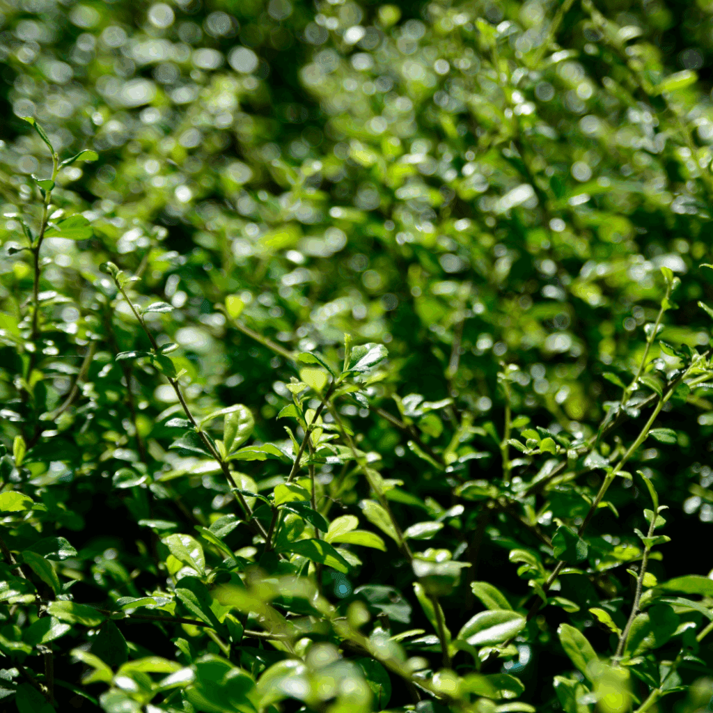 japanische stechpalme