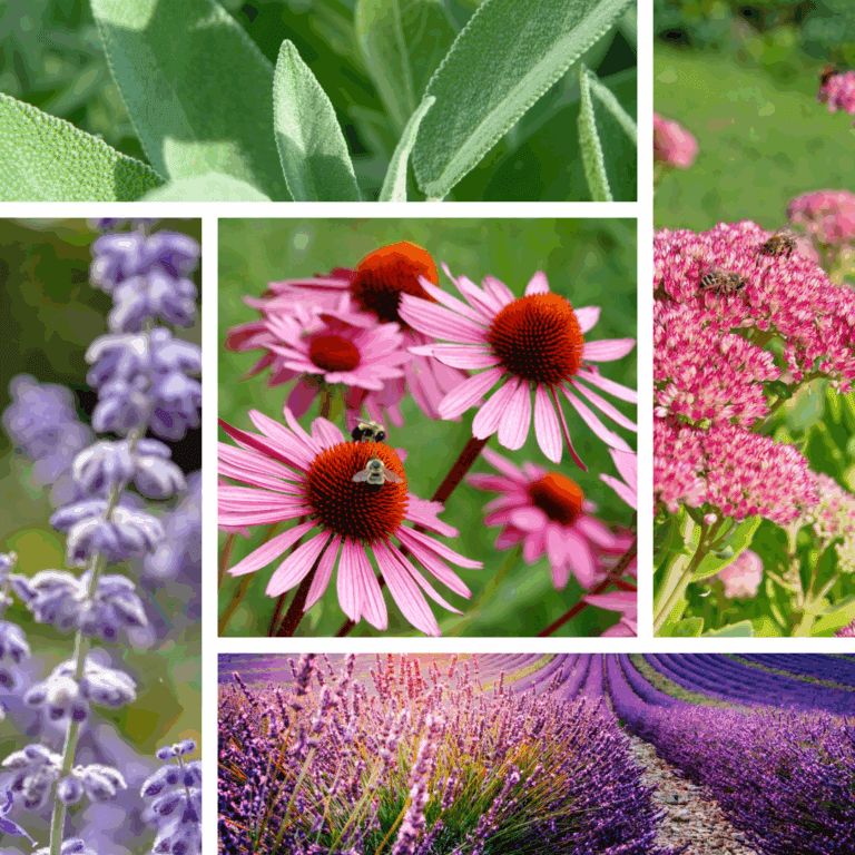 blog blumen